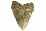 Serrated, Fossil Megalodon Tooth - Huge NC Meg #298809-2